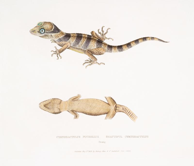 Beautiful Cyrtodactylus (Cyrtodactylus pulchellus) from Illustrations of Indian zoology (1830-1834) by John Edward Gray (1800-1875). Original from New York public library. Digitally enhanced by rawpixel. Beautiful Cyrtodactylus (Cyrtodactylus pulchellus) from Illustrations of Indian zoology (1830-1834) by John Edward Gray (1800…