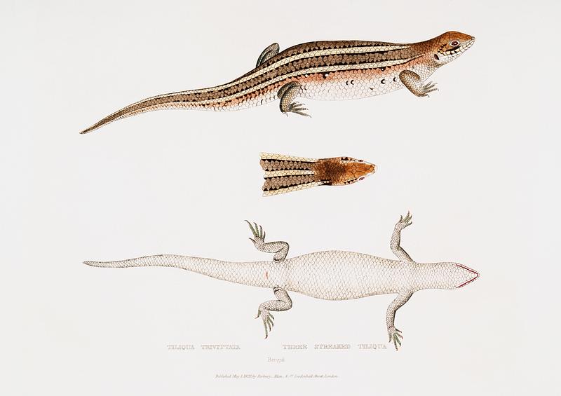 Three Streaked Tiliqua (Tiliqua trivittata) from Illustrations of Indian zoology (1830-1834) by John Edward Gray (1800-1875). Original from New York public library. Digitally enhanced by rawpixel. Three Streaked Tiliqua (Tiliqua trivittata) from Illustrations of Indian zoology (1830-1834) by John Edward Gray (1800-1875).…