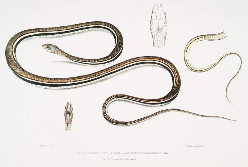 Lined Tailed Tree Snake (Ahætula caudolineata) from Illustrations of Indian zoology (1830-1834) by John Edward Gray…