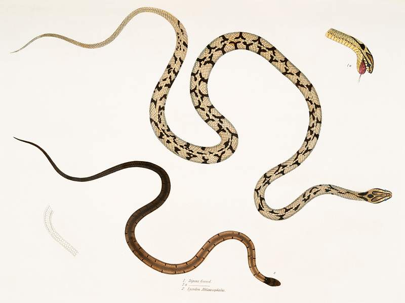 1. Gocool Dipsas (Dipsus Gocool) 2. Black Headed Lycodon (Lycodon melanocephalus) from Illustrations of Indian zoology (1830…