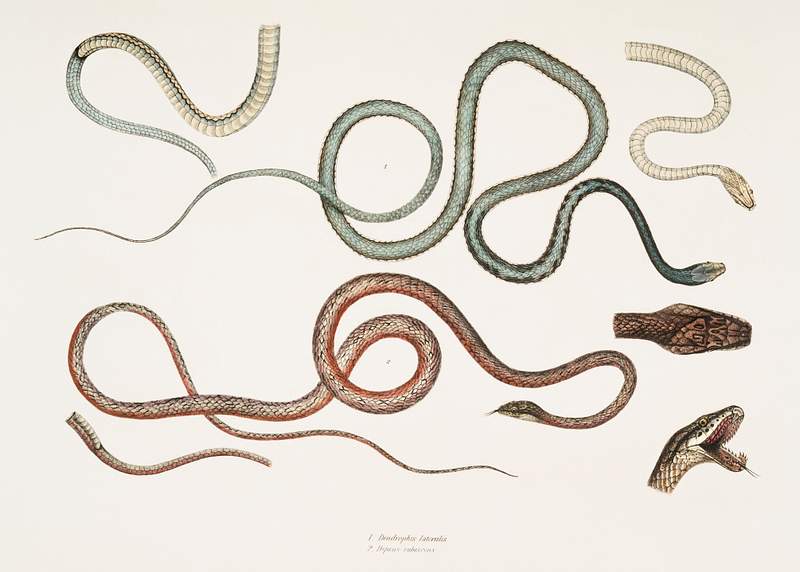 1. Side Streaked Tree Snake (Dendrophis lateralis); 2. Reddish Dipsus (Dipsus rubescens) from Illustrations of Indian zoology…