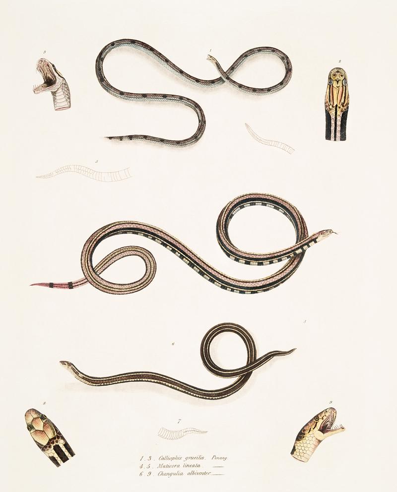1. Slender Calliophis (Calliophis gracilis); 2. Lined Maticora (Maticora lineata); 3. White Bellied Changulia (Changulia albiventer) from Illustrations of Indian zoology (1830-1834) by John Edward Gray (1800-1875). Original from New York public library. Digitally enhanced by rawpixel. 1. Slender Calliophis (Calliophis gracilis); 2. Lined Maticora (Maticora lineata); 3. White Bellied Changulia (Changulia…