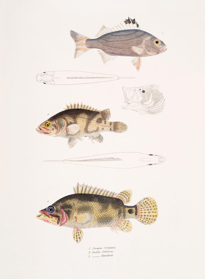 1. Three Banded Pterapon (Pterapon trivittatus); 2. Clouded Bedula (Bedula nebulosus); 3. Dr. Hamilton's Bedula (Bedula Hamiltonii) from Illustrations of Indian zoology (1830-1834) by John Edward Gray (1800-1875). Original from New York public library. Digitally enhanced by rawpixel. 1. Three Banded Pterapon (Pterapon trivittatus); 2. Clouded Bedula (Bedula nebulosus); 3. Dr. Hamilton's Bedula (Bedula…