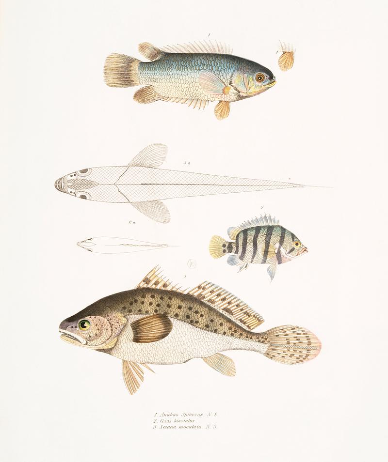 1. Spinose Gilled Anabas (Anabas spinosus); 2. Two Spotted Coius (Coius binotatus); 3. Spotted Sciæna (Sciæna maculata) from Illustrations of Indian zoology (1830-1834) by John Edward Gray (1800-1875). Original from New York public library. Digitally enhanced by rawpixel. 1. Spinose Gilled Anabas (Anabas spinosus); 2. Two Spotted Coius (Coius binotatus); 3. Spotted Sciæna (Sciæna…