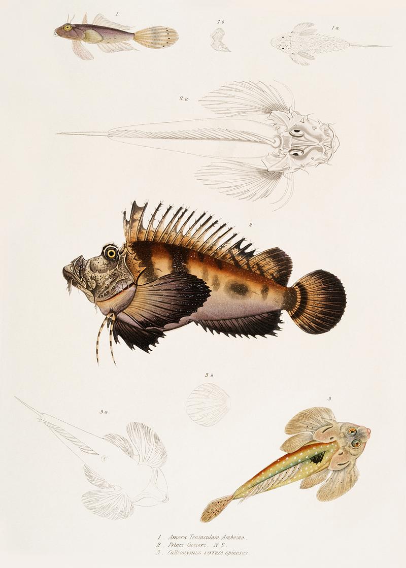1. Bearded Anaora (Anaora tentaculata amboina); 2. Cuvier's Pelors (Pelors Cuvieri); 3. Forked Spined Dragonette (Callionymus serrato spinosus) from Illustrations of Indian Zoology (1830-1834) by John Edward Gray (1800-1875). Original from New York public library. Digitally enhanced by rawpixel. 1. Bearded Anaora (Anaora tentaculata amboina); 2. Cuvier's Pelors (Pelors Cuvieri); 3. Forked Spined Dragonette (Callionymus…