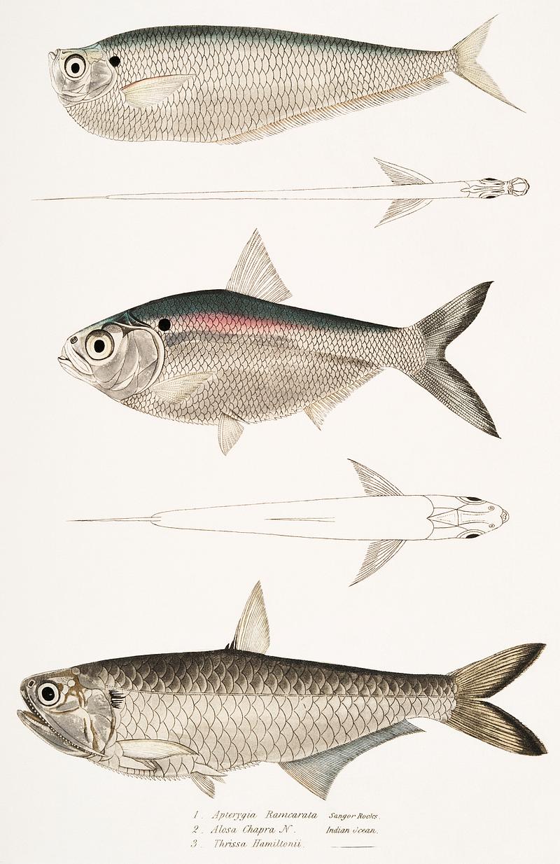 1. Finless Ramcarata (Apterygia Ramacarata); 2. Chapra Shad (Alosa Chapra); 3. Dr. Hamilton's Long Jawed Herring (Thrissa Hamiltonii) from Illustrations of Indian zoology (1830-1834) by John Edward Gray (1800-1875). Original from New York public library. Digitally enhanced by rawpixel. 1. Finless Ramcarata (Apterygia Ramacarata); 2. Chapra Shad (Alosa Chapra); 3. Dr. Hamilton's Long Jawed Herring (Thrissa…