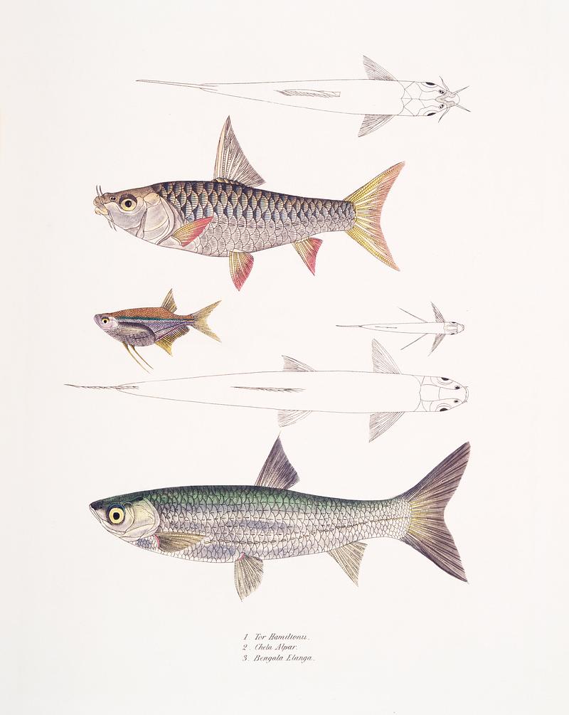 1. Dr. Hamilton's Tor Carp (Tor Hamiltonii); 2. Alpar Carp (Chela Alpar); 3. Elanga Carp (Bengala Elanga) from Illustrations of Indian Zoology (1830-1834) by John Edward Gray (1800-1875). Original from New York public library. Digitally enhanced by rawpixel. 1. Dr. Hamilton's Tor Carp (Tor Hamiltonii); 2. Alpar Carp (Chela Alpar); 3. Elanga Carp (Bengala Elanga) from Illustrations…