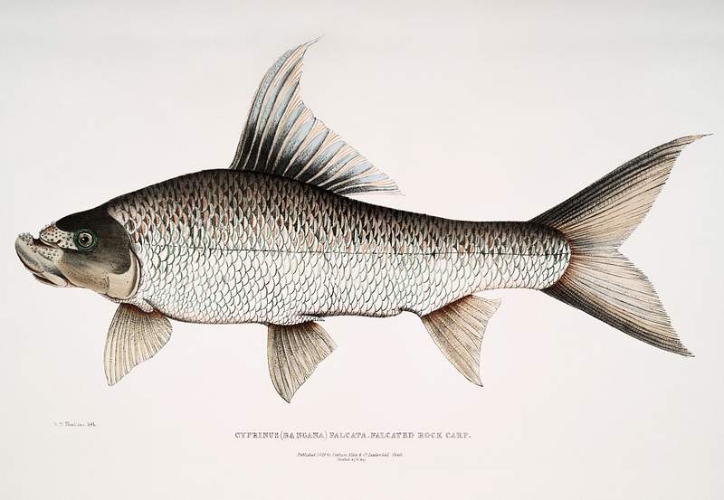 Falcated Rock Carp (Cyprinus (Bangana) falcata) from Illustrations of Indian zoology (1830-1834) by John Edward Gray (1800…