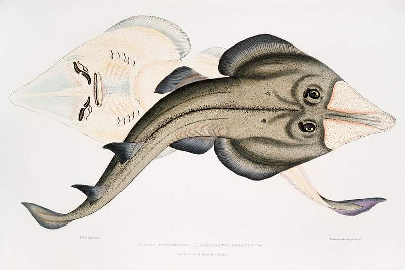 Indian Armed Rhinobatos (Rhinobatos armatus) from Illustrations of Indian Zoology (1830-1834) by John Edward Gray (1800…