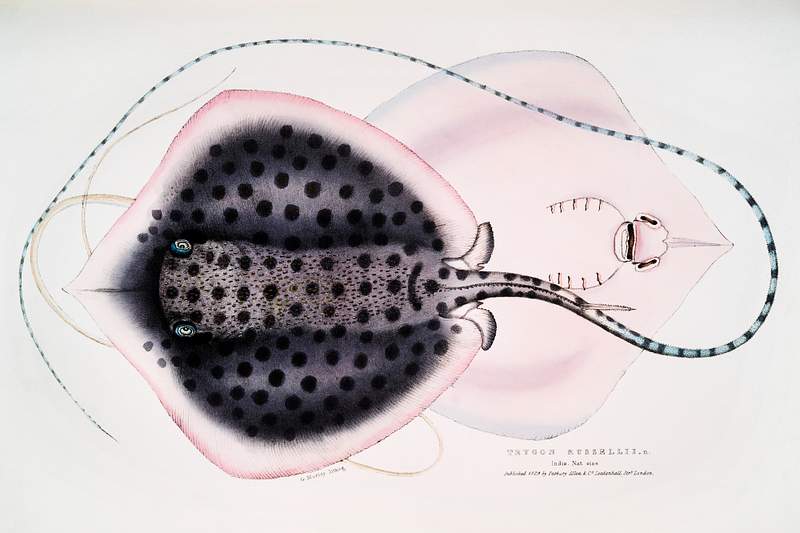 Russell's Sting Ray (Trygon Russellii) from Illustrations of Indian Zoology (1830-1834) by John Edward Gray (1800-1875).…