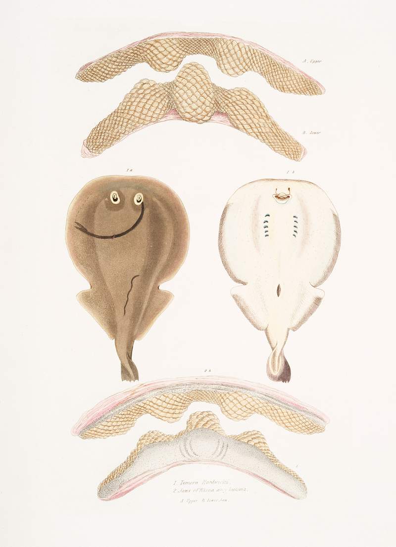 1. Hardwick's One Finned Torpedo (Temera Hardwickii); 2. Jaws of the Chinese Ray (Rhina ancylostoma. A. Upper, B. Lower Jaw…