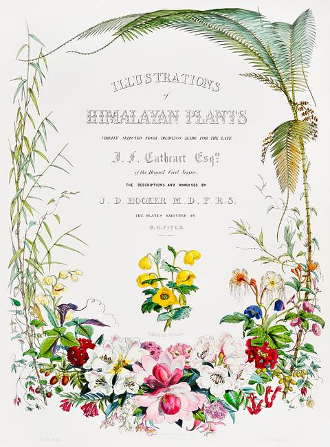 Title page from Illustrations of Himalayan plants (1855) by W. H. (Walter Hood) Fitch (1817-1892). Original from New York public library. Digitally enhanced by rawpixel. Title page from Illustrations of Himalayan plants (1855) by W. H. (Walter Hood) Fitch (1817-1892). Original from New York…