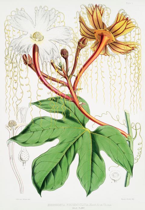 Chinese Lard Seed (Hodgsonia Heteroclita), male plant from Illustrations of Himalayan plants (1855) by W. H. (Walter Hood) Fitch (1817-1892). Original from New York public library. Digitally enhanced by rawpixel. Chinese Lard Seed (Hodgsonia Heteroclita), male plant from Illustrations of Himalayan plants (1855) by W. H. (Walter Hood)…