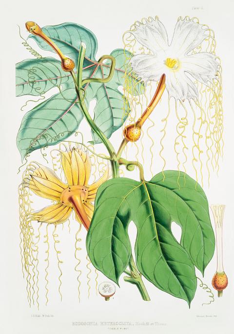 Chinese Lard Seed (Hodgsonia Heteroclita), Female plant from Illustrations of Himalayan plants (1855) by W. H. (Walter Hood) Fitch (1817-1892). Original from New York public library. Digitally enhanced by rawpixel. Chinese Lard Seed (Hodgsonia Heteroclita), Female plant from Illustrations of Himalayan plants (1855) by W. H. (Walter Hood)…