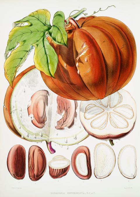 Chinese Lard Seed (Hodgsonia Heteroclita), Fruit from Illustrations of Himalayan plants (1855) by W. H. (Walter Hood) Fitch (1817-1892). Original from New York public library. Digitally enhanced by rawpixel. Chinese Lard Seed (Hodgsonia Heteroclita), Fruit from Illustrations of Himalayan plants (1855) by W. H. (Walter Hood) Fitch…
