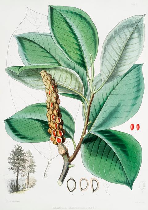Campbell's magnolia (Magnolia Campbellii), Fruiting plant in foliage from Illustrations of Himalayan plants (1855) by W. H. (Walter Hood) Fitch (1817-1892). Original from New York public library. Digitally enhanced by rawpixel. Campbell's magnolia (Magnolia Campbellii), Fruiting plant in foliage from Illustrations of Himalayan plants (1855) by W. H.…