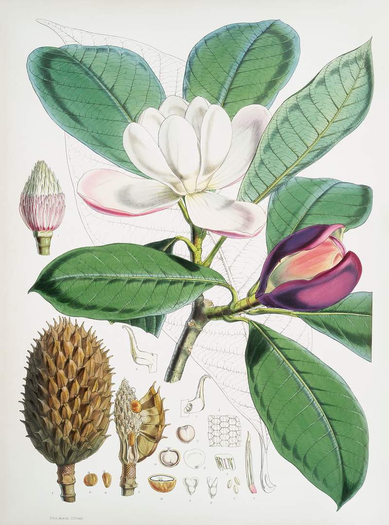 Talauma Hodgsoni (syn. Magnolia Hodgsonii) from Illustrations of Himalayan plants (1855) by W. H. (Walter Hood) Fitch (1817…