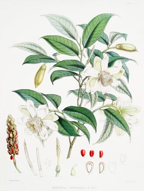 Michelia Cathcartii (syn. Magnolia Cathcartii) from Illustrations of Himalayan plants (1855) by W. H. (Walter Hood) Fitch (1817-1892). Original from New York public library. Digitally enhanced by rawpixel. Michelia Cathcartii (syn. Magnolia Cathcartii) from Illustrations of Himalayan plants (1855) by W. H. (Walter Hood) Fitch…