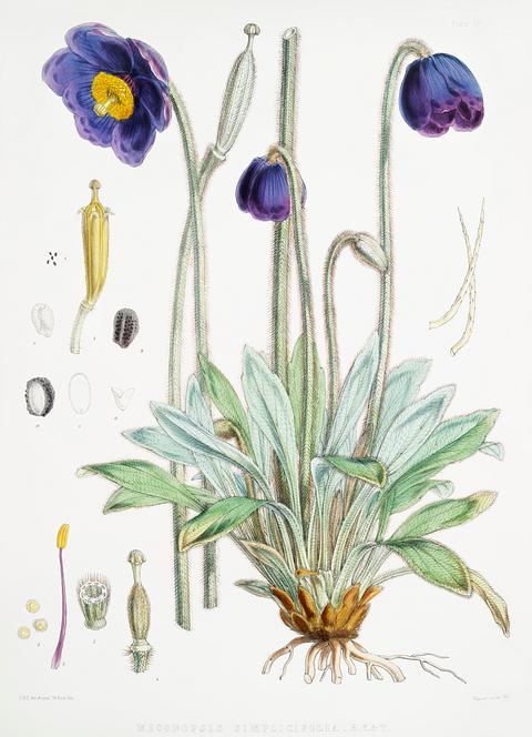 Blue Poppy (Meconopsis Simplicifolia) from Illustrations of Himalayan plants (1855) by W. H. (Walter Hood) Fitch (1817-1892). Original from New York public library. Digitally enhanced by rawpixel. Blue Poppy (Meconopsis Simplicifolia) from Illustrations of Himalayan plants (1855) by W. H. (Walter Hood) Fitch (1817-1892).…