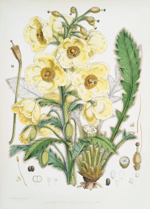 Satin Poppy (Meconopsis Nepalensis) from Illustrations of Himalayan plants (1855) by W. H. (Walter Hood) Fitch (1817-1892). Original from New York public library. Digitally enhanced by rawpixel. Satin Poppy (Meconopsis Nepalensis) from Illustrations of Himalayan plants (1855) by W. H. (Walter Hood) Fitch (1817-1892).…