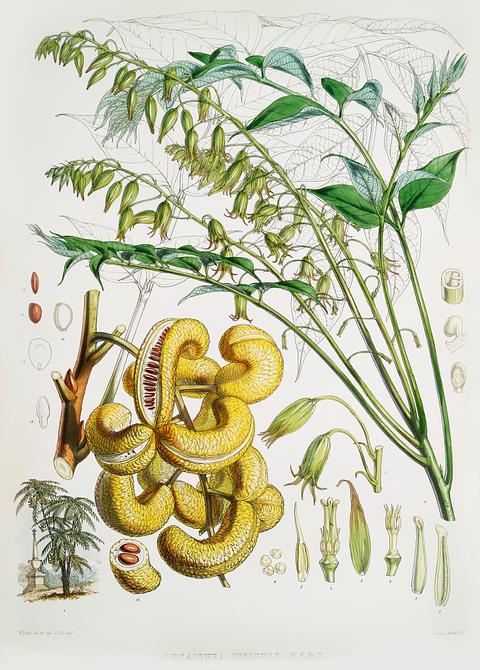 Dead man's fingers (Decaisnea Insignis) from Illustrations of Himalayan plants (1855) by W. H. (Walter Hood) Fitch (1817-1892). Original from New York public library. Digitally enhanced by rawpixel. Dead man's fingers (Decaisnea Insignis) from Illustrations of Himalayan plants (1855) by W. H. (Walter Hood) Fitch (1817…