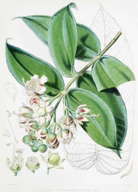 Duabanga Sonneratioides (syn. Duabanga grandiflora) from Illustrations of Himalayan plants (1855) by W. H. (Walter Hood) Fitch (1817-1892). Original from New York public library. Digitally enhanced by rawpixel. Duabanga Sonneratioides (syn. Duabanga grandiflora) from Illustrations of Himalayan plants (1855) by W. H. (Walter Hood)…