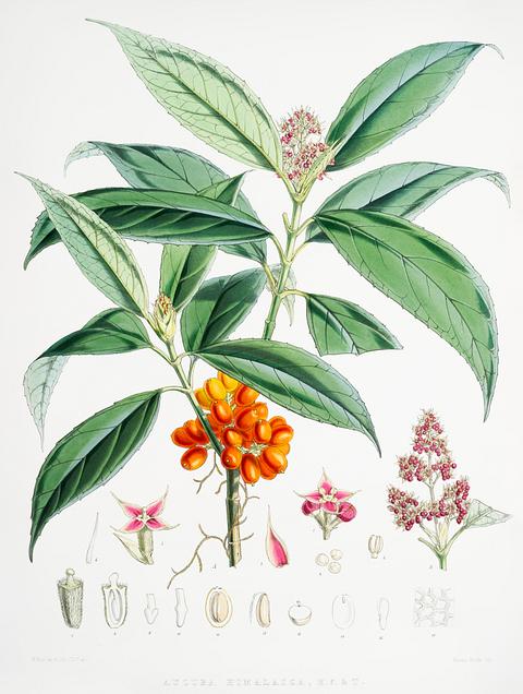 Aucuba Himalaica from Illustrations of Himalayan plants (1855) by W. H. (Walter Hood) Fitch (1817-1892). Original from New York public library. Digitally enhanced by rawpixel. Aucuba Himalaica from Illustrations of Himalayan plants (1855) by W. H. (Walter Hood) Fitch (1817-1892). Original from New…