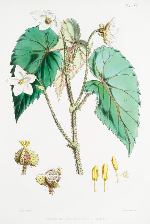Begonia Cathcartii from Illustrations of Himalayan plants (1855) by W. H. (Walter Hood) Fitch (1817-1892). Original from New York public library. Digitally enhanced by rawpixel. Begonia Cathcartii from Illustrations of Himalayan plants (1855) by W. H. (Walter Hood) Fitch (1817-1892). Original from New…
