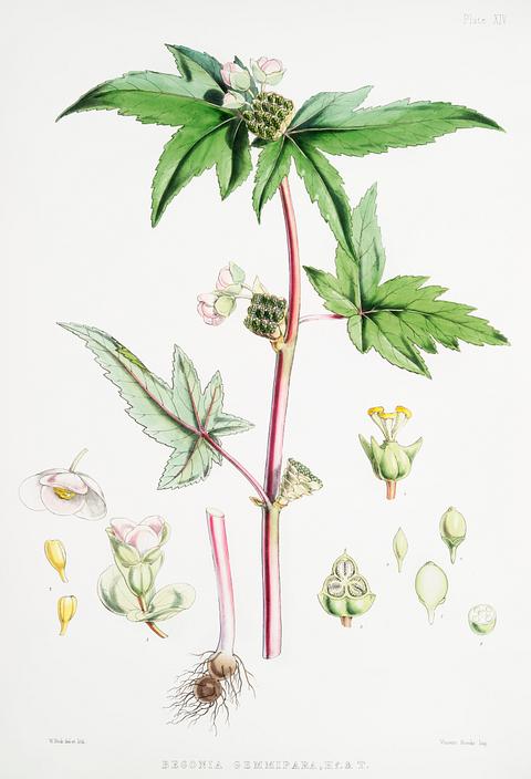 Begonia Gemmipara from Illustrations of Himalayan plants (1855) by W. H. (Walter Hood) Fitch (1817-1892). Original from New York public library. Digitally enhanced by rawpixel. Begonia Gemmipara from Illustrations of Himalayan plants (1855) by W. H. (Walter Hood) Fitch (1817-1892). Original from New…