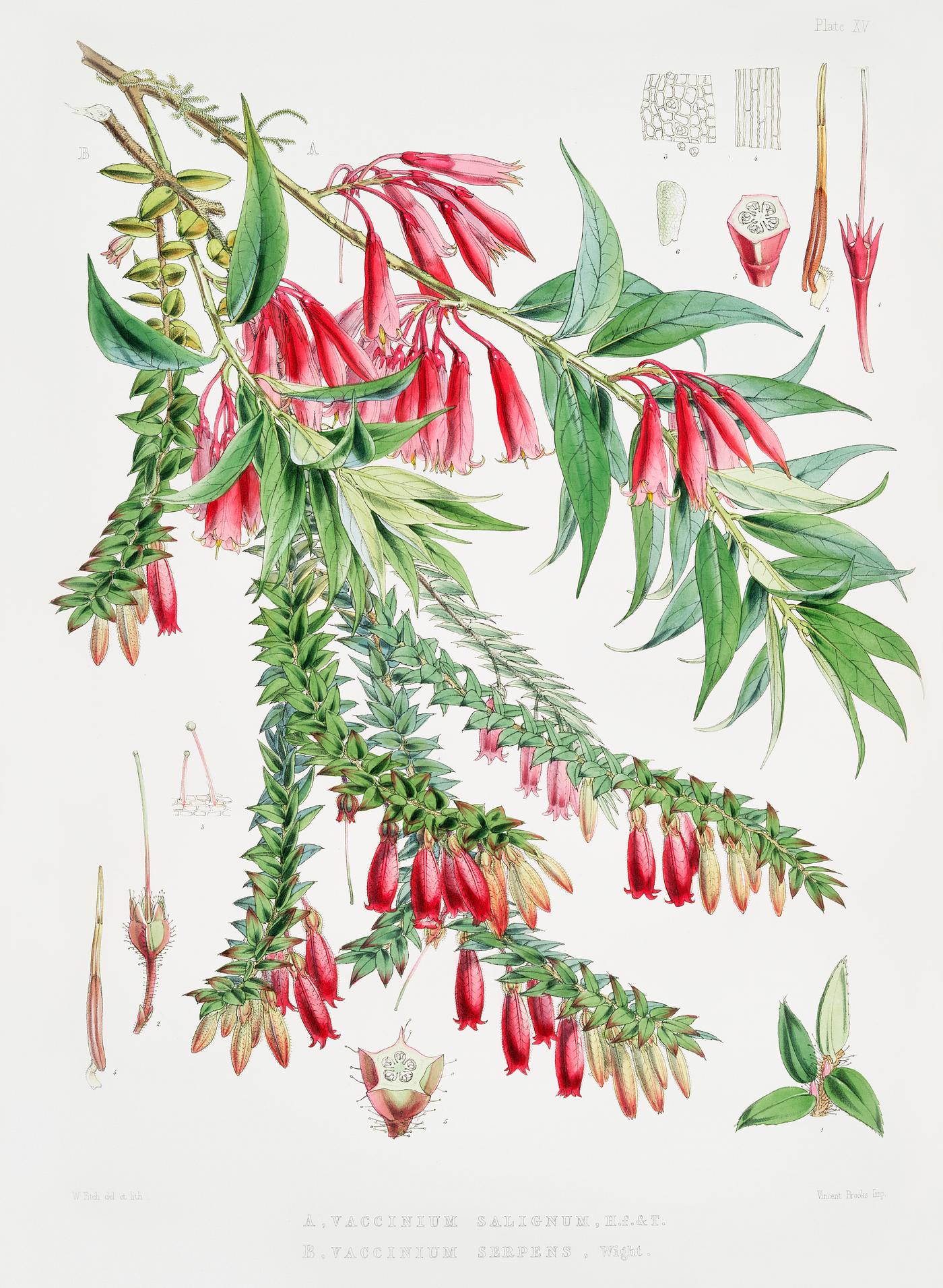 A. Vaccinium Salignum (syn. Agapetes saligna), B. Vaccinium Serpens (syn. Agapetes serpens) from Illustrations of Himalayan... A. Vaccinium Salignum (syn. Agapetes saligna), B. Vaccinium Serpens (syn. Agapetes serpens) from Illustrations of Himalayan...