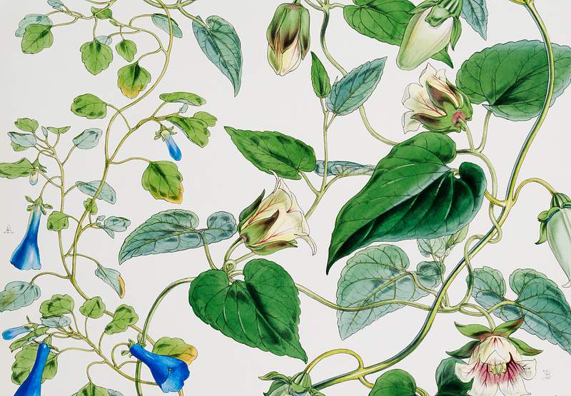 Indian tobacco (Lobelia inflata) from Illustrations of Himalayan plants (1855) by W. H. (Walter Hood) Fitch (1817-1892).…
