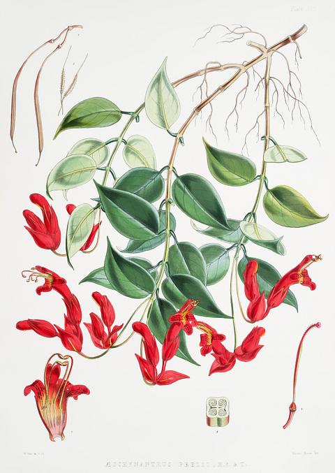 Aeschynanthus Peelii (syn. Aeschynanthus bracteatus, Lipstick Plant) from Illustrations of Himalayan plants (1855) by W. H. (Walter Hood) Fitch (1817-1892). Original from New York public library. Digitally enhanced by rawpixel. Aeschynanthus Peelii (syn. Aeschynanthus bracteatus, Lipstick Plant) from Illustrations of Himalayan plants (1855) by W. H.…