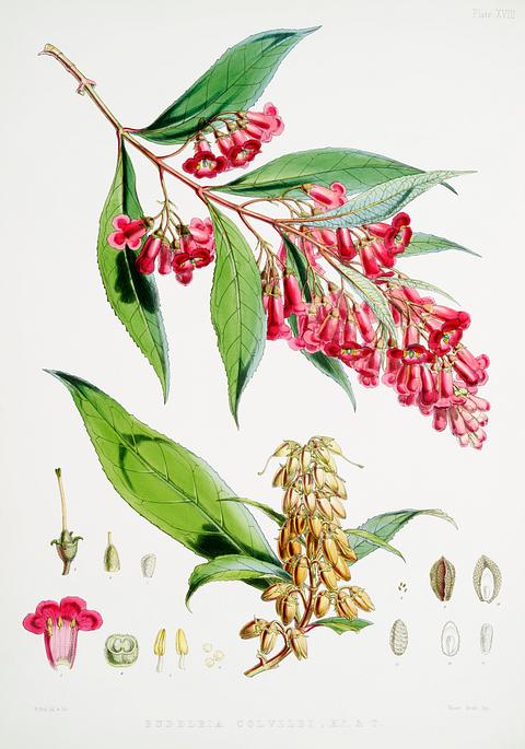 Buddleja Colvilei from Illustrations of Himalayan plants (1855) by W. H. (Walter Hood) Fitch (1817-1892). Original from New York public library. Digitally enhanced by rawpixel. Buddleja Colvilei from Illustrations of Himalayan plants (1855) by W. H. (Walter Hood) Fitch (1817-1892). Original from New…