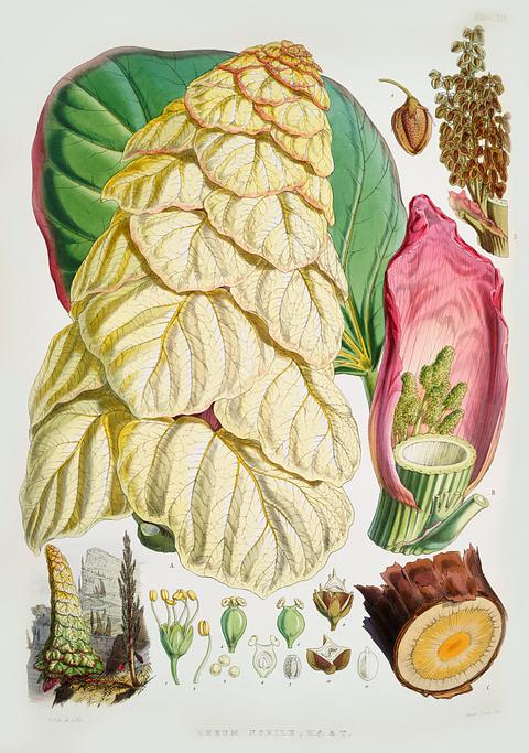 Noble rhubarb (Rheum Nobile) from Illustrations of Himalayan plants (1855) by W. H. (Walter Hood) Fitch (1817-1892). Original from New York public library. Digitally enhanced by rawpixel. Noble rhubarb (Rheum Nobile) from Illustrations of Himalayan plants (1855) by W. H. (Walter Hood) Fitch (1817-1892). Original…