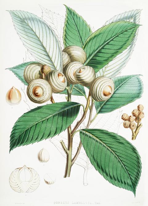 Bull Oak (Quercus Lamellosa) from Illustrations of Himalayan plants (1855) by W. H. (Walter Hood) Fitch (1817-1892). Original from New York public library. Digitally enhanced by rawpixel. Bull Oak (Quercus Lamellosa) from Illustrations of Himalayan plants (1855) by W. H. (Walter Hood) Fitch (1817-1892). Original…