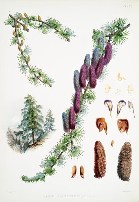 Sikkim larch (Larix Griffithii) from Illustrations of Himalayan plants (1855) by W. H. (Walter Hood) Fitch (1817-1892). Original from New York public library. Digitally enhanced by rawpixel. Sikkim larch (Larix Griffithii) from Illustrations of Himalayan plants (1855) by W. H. (Walter Hood) Fitch (1817-1892).…