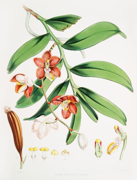 Vanda Cathcarti, Lindley (syn. Esmeralda cathcartii, Lindley) from Illustrations of Himalayan plants (1855) by W. H. (Walter Hood) Fitch (1817-1892). Original from New York public library. Digitally enhanced by rawpixel. Vanda Cathcarti, Lindley (syn. Esmeralda cathcartii, Lindley) from Illustrations of Himalayan plants (1855) by W. H. (Walter…