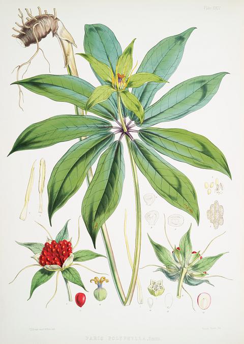 Paris Polyphylla, Smith from Illustrations of Himalayan plants (1855) by W. H. (Walter Hood) Fitch (1817-1892). Original from New York public library. Digitally enhanced by rawpixel. Paris Polyphylla, Smith from Illustrations of Himalayan plants (1855) by W. H. (Walter Hood) Fitch (1817-1892). Original from…
