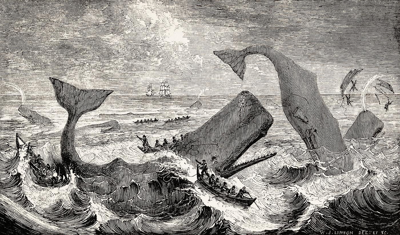Illustration of the sperm whale while attacking fishing boat from The Natural History of the Sperm Whale (1839) by Thomas... Illustration of the sperm whale while attacking fishing boat from The Natural History of the Sperm Whale (1839) by Thomas...