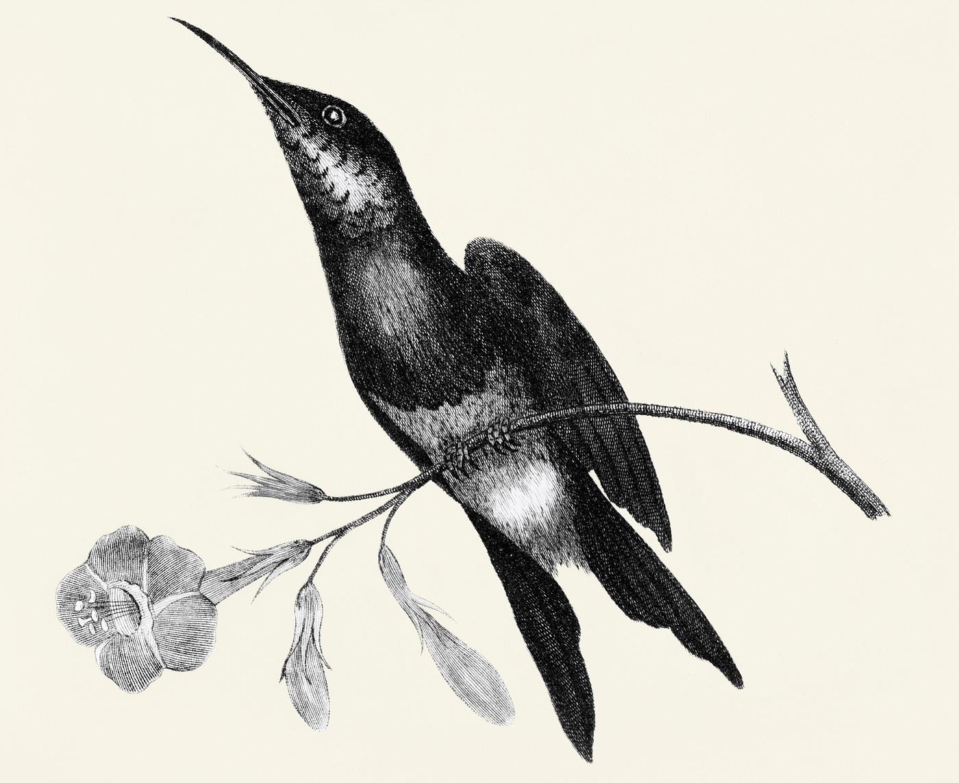 Sunbird from Zoological lectures delivered at the Royal institution in the years 1806-7 illustrated by George Shaw (1751-... Sunbird from Zoological lectures delivered at the Royal institution in the years 1806-7 illustrated by George Shaw (1751-...