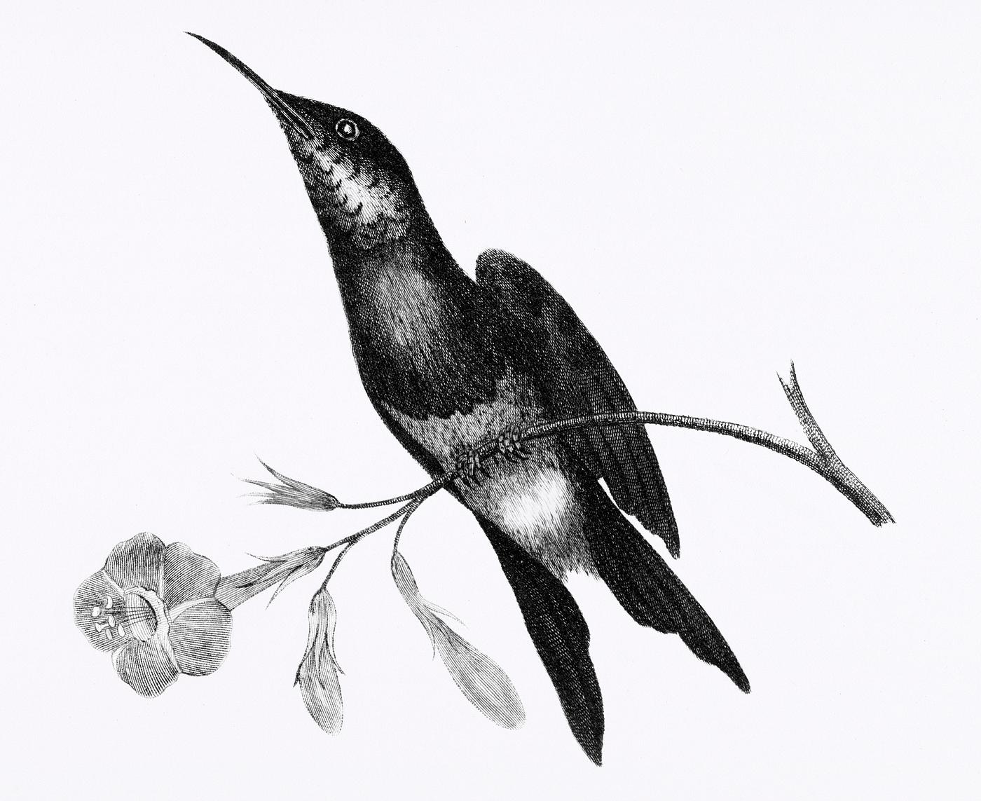 Sunbird from Zoological lectures delivered at the Royal institution in the years 1806-7 illustrated by George Shaw (1751-... Sunbird from Zoological lectures delivered at the Royal institution in the years 1806-7 illustrated by George Shaw (1751-...