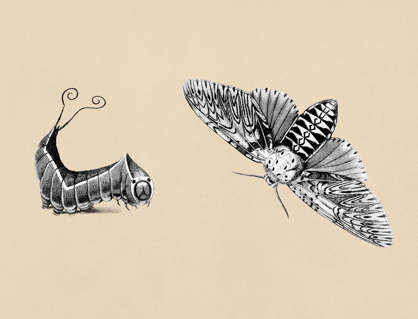 Illustration of Puss moth (Phalaena vinula) and its caterpillar from Zoological lectures delivered at the Royal institution... Illustration of Puss moth (Phalaena vinula) and its caterpillar from Zoological lectures delivered at the Royal institution...