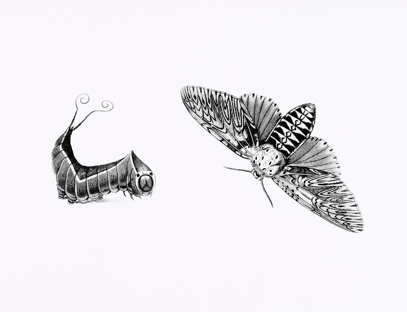 Illustration of Puss moth (Phalaena vinula) and its caterpillar from Zoological lectures delivered at the Royal institution in the years 1806-7 illustrated by George Shaw (1751-1813). Original from The New York Public Library. Digitally enhanced by rawpixel. Illustration of Puss moth (Phalaena vinula) and its caterpillar from Zoological lectures delivered at the Royal institution…