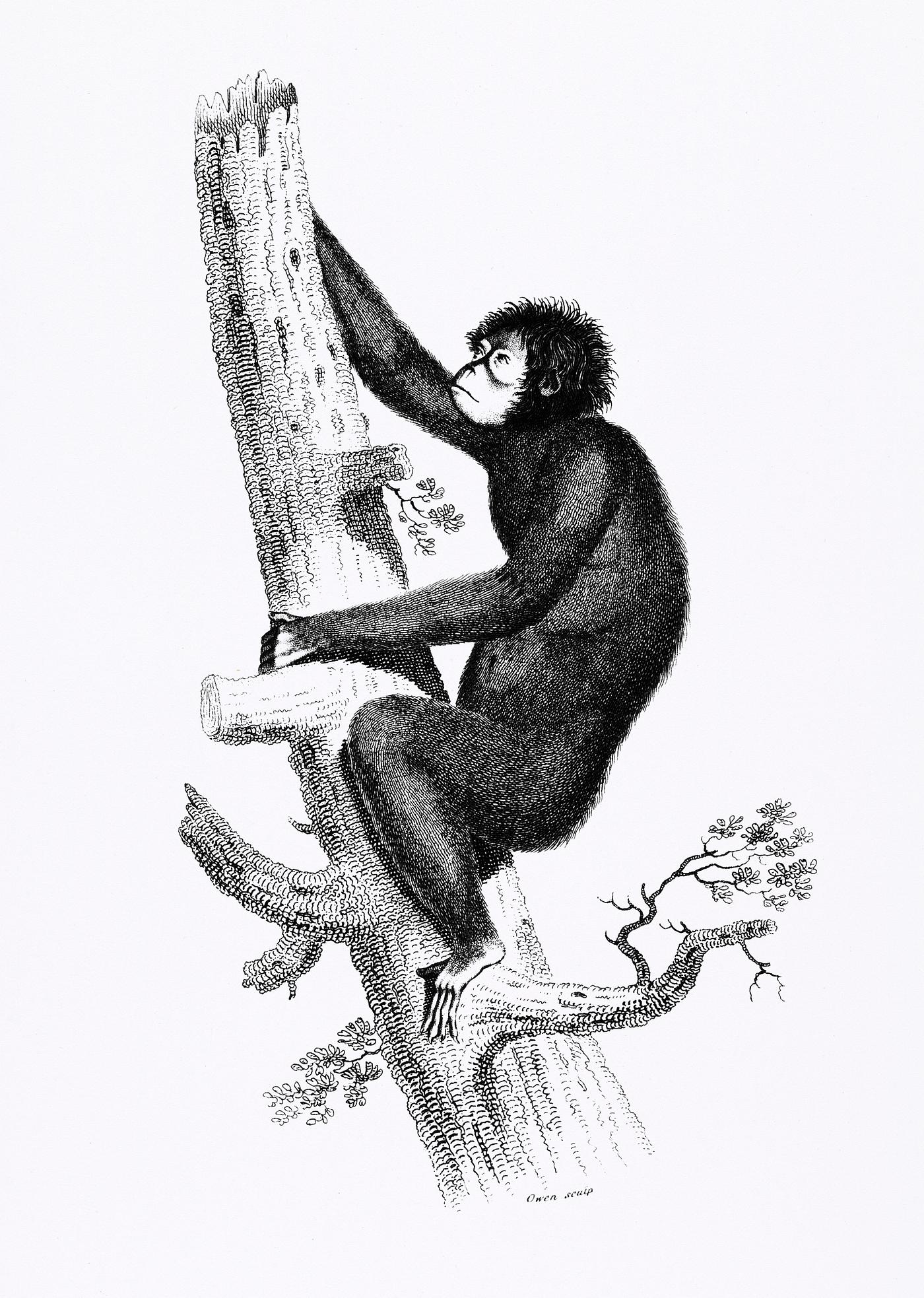 Chesnut coloured Oran Otan from Zoological lectures delivered at the Royal institution in the years 1806-7 illustrated by... Chesnut coloured Oran Otan from Zoological lectures delivered at the Royal institution in the years 1806-7 illustrated by...