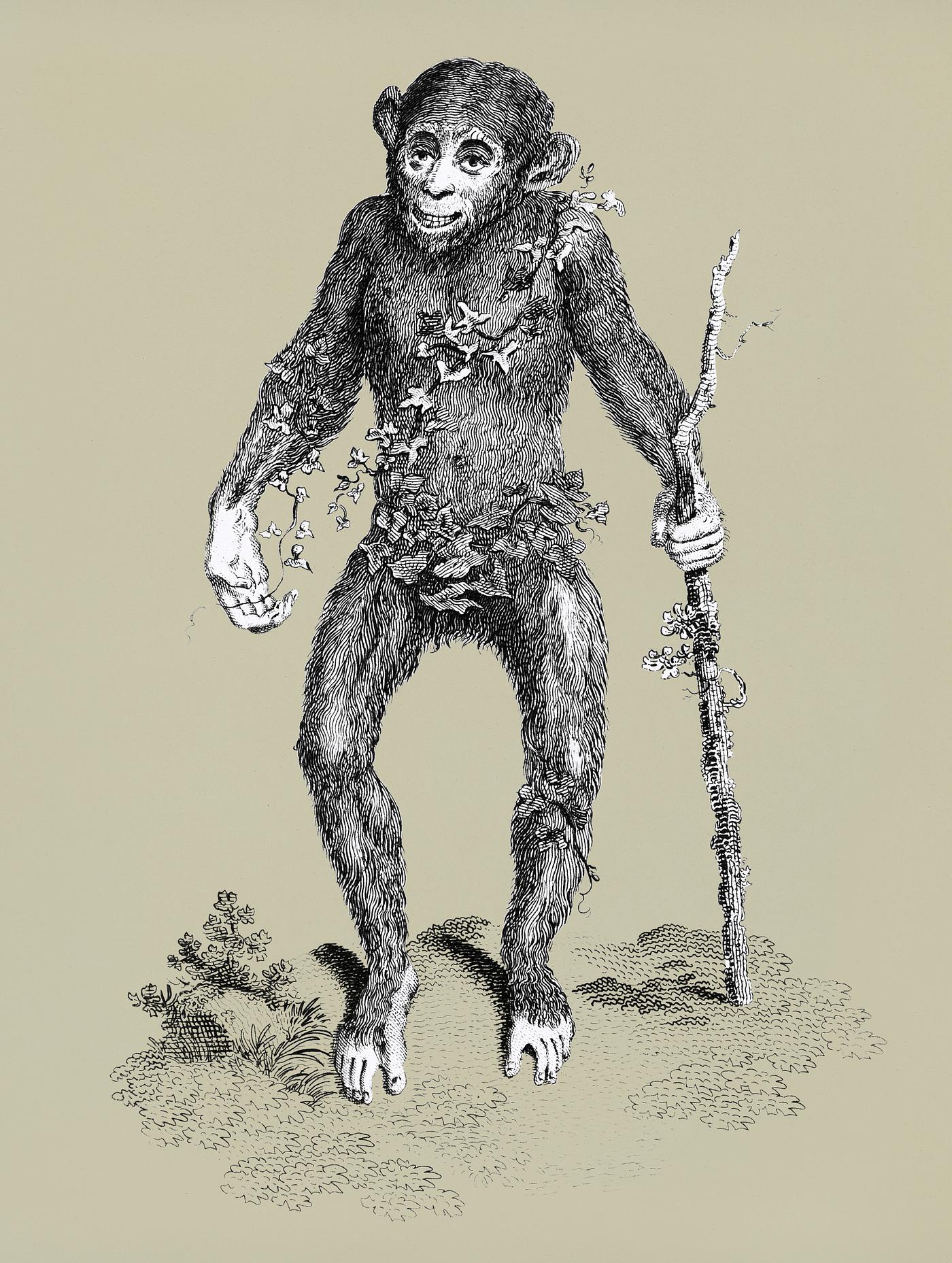 Black oran otan from Zoological lectures delivered at the Royal institution in the years 1806-7 illustrated by George Shaw (... Black oran otan from Zoological lectures delivered at the Royal institution in the years 1806-7 illustrated by George Shaw (...