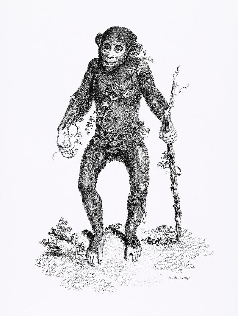 Black oran otan from Zoological lectures delivered at the Royal institution in the years 1806-7 illustrated by George Shaw (1751-1813). Original from The New York Public Library. Digitally enhanced by rawpixel. Black oran otan from Zoological lectures delivered at the Royal institution in the years 1806-7 illustrated by George Shaw…