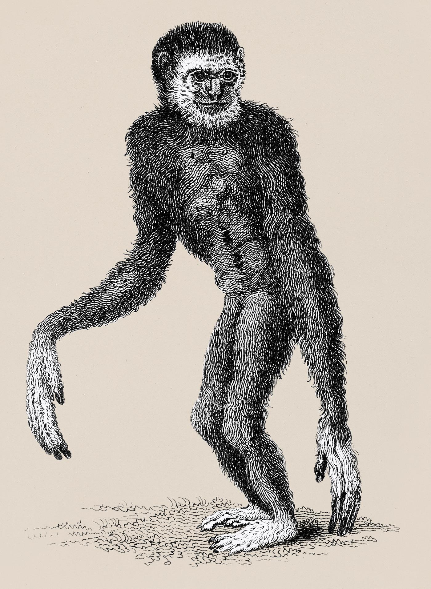 Black long-armed gibbon and White long-armed gibbon from Zoological lectures delivered at the Royal institution in the years... Black long-armed gibbon and White long-armed gibbon from Zoological lectures delivered at the Royal institution in the years...