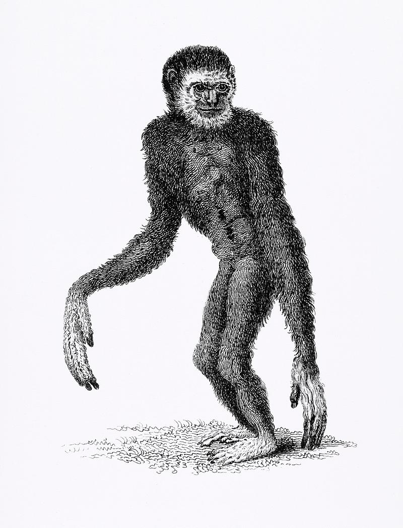 Black long-armed gibbon and White long-armed gibbon from Zoological lectures delivered at the Royal institution in the years 1806-7 illustrated by George Shaw (1751-1813). Original from The New York Public Library. Digitally enhanced by rawpixel. Black long-armed gibbon and White long-armed gibbon from Zoological lectures delivered at the Royal institution in the years…