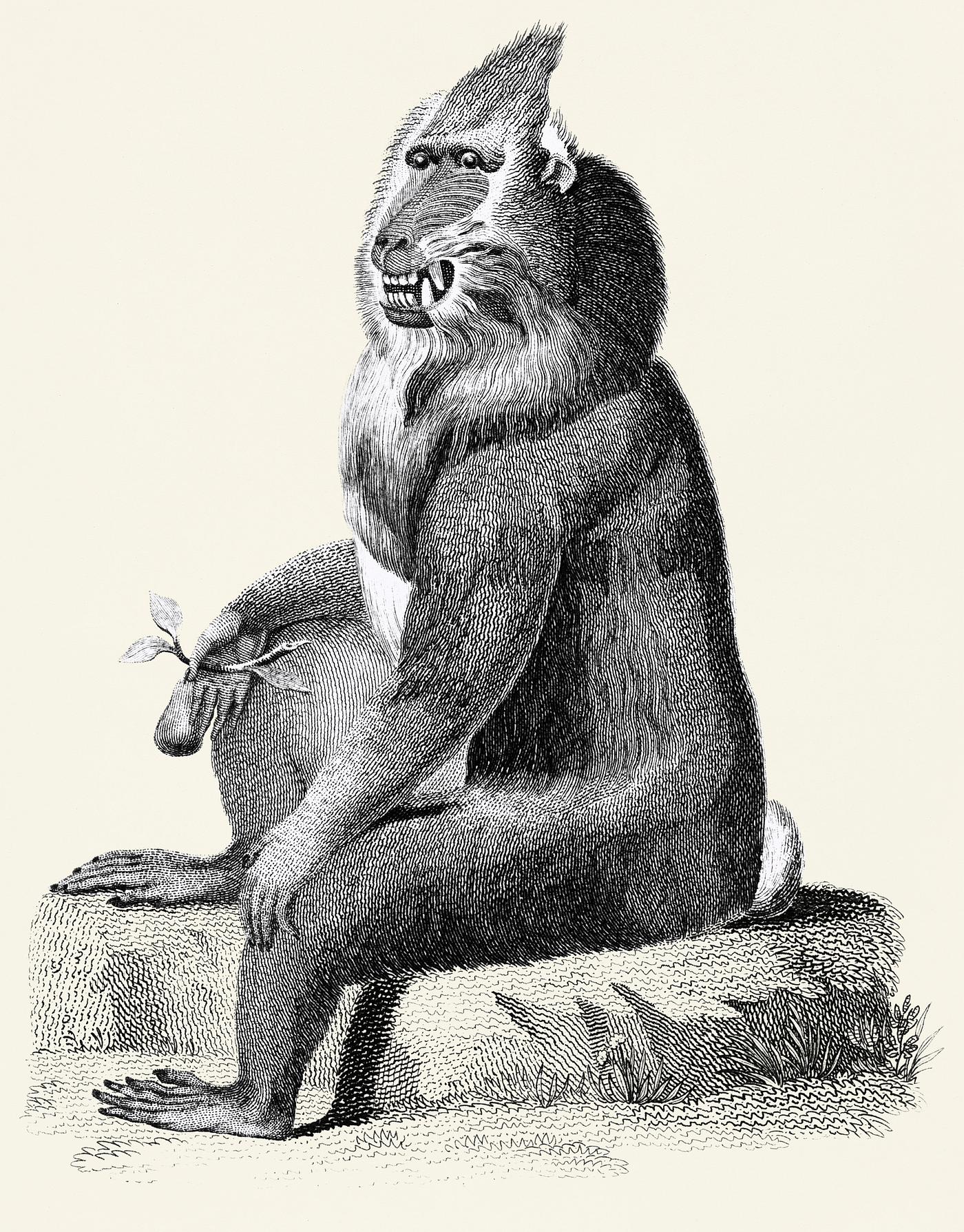Variegated baboon from Zoological lectures delivered at the Royal institution in the years 1806-7 illustrated by George Shaw... Variegated baboon from Zoological lectures delivered at the Royal institution in the years 1806-7 illustrated by George Shaw...
