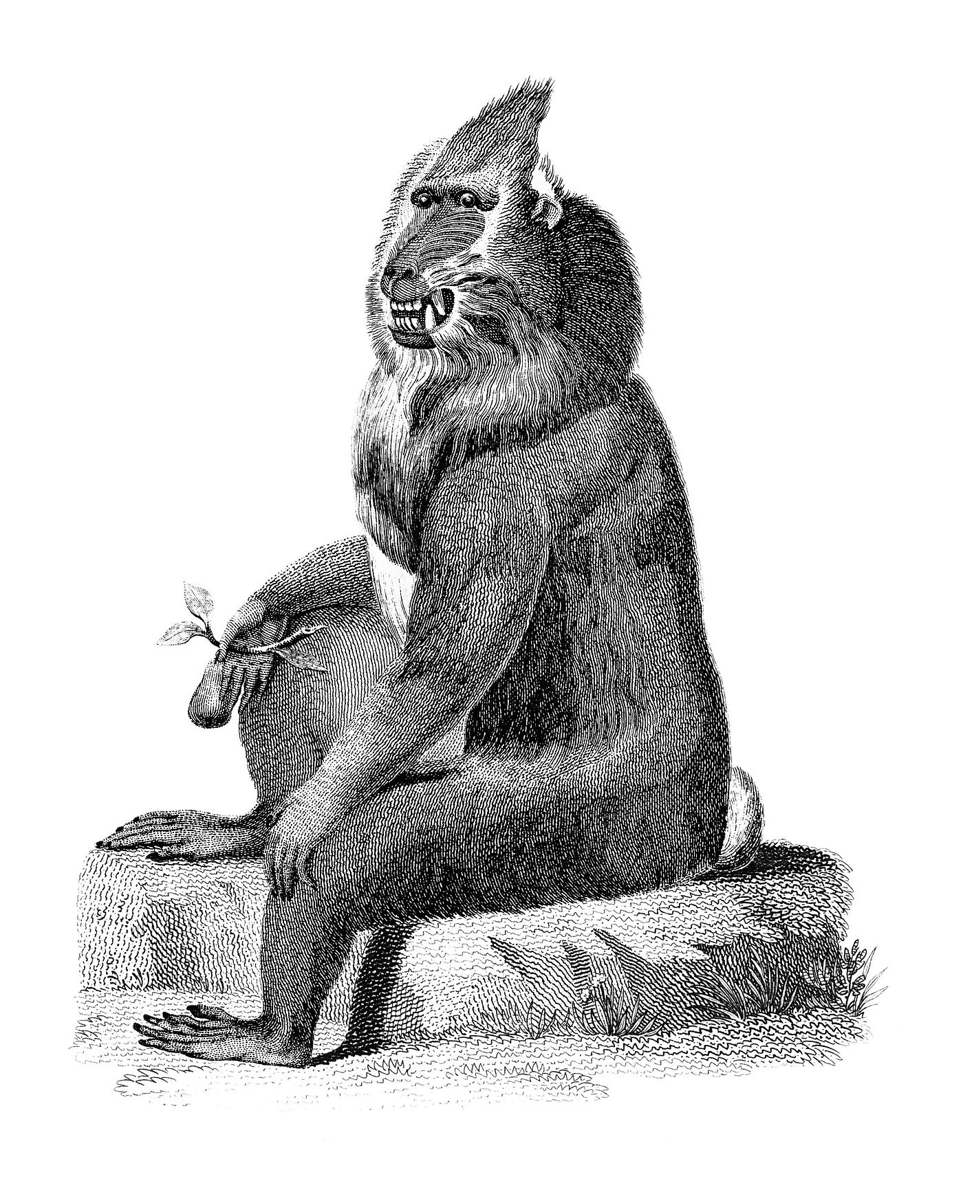 Vintage illustrations of Variegated baboon from Zoological lectures delivered at the Royal institution in the years 1806-7... Vintage illustrations of Variegated baboon from Zoological lectures delivered at the Royal institution in the years 1806-7...